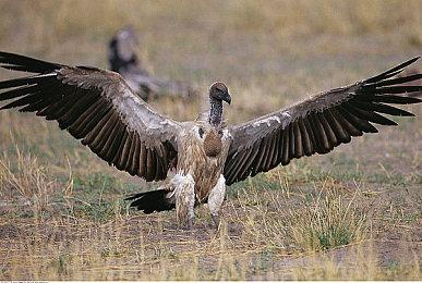 《漫威领域争霸战》手游运营一年多之后面临停服